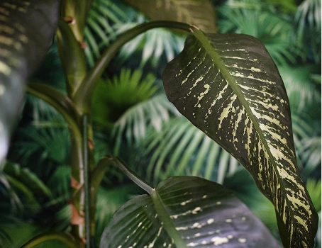 Jungle növényei