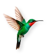 Kolibri